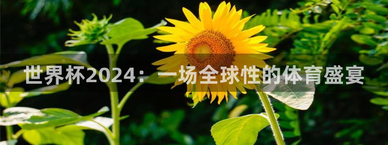 2026世界杯官网:世界杯2024:一场全球性的体育盛宴