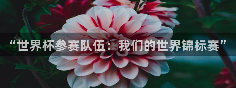 2026世界杯32强对阵图表:“世界杯参赛队伍:我们的世界锦标赛”